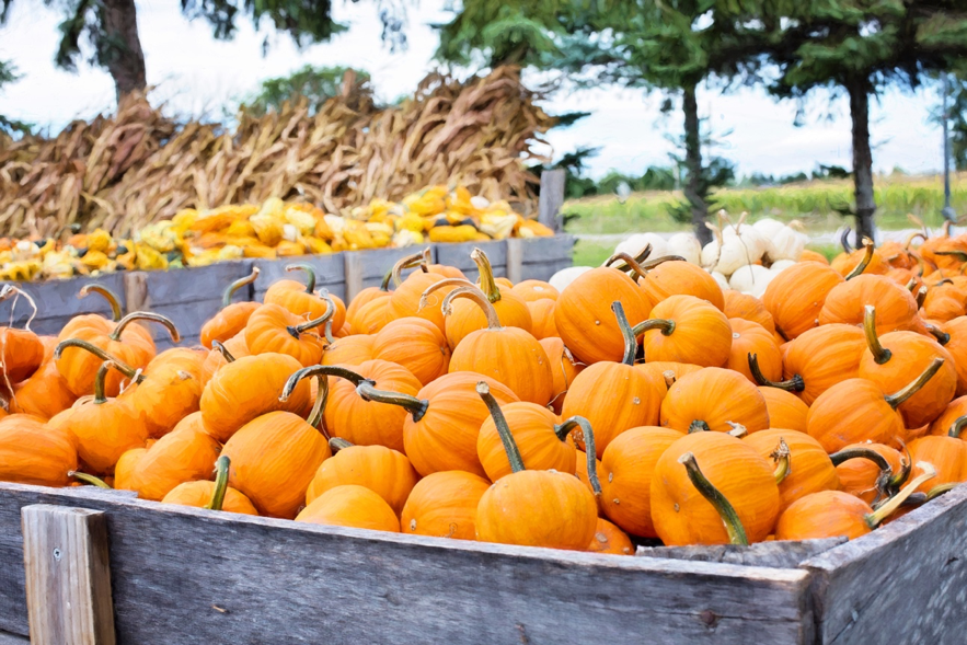 F0000001047_samhain_1