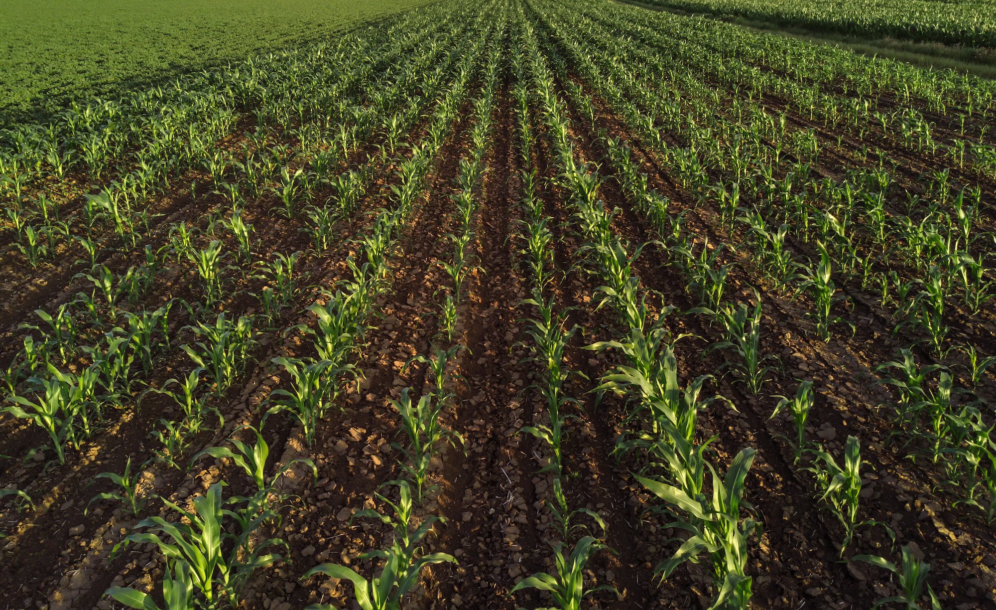 Corn field from drone point of view
