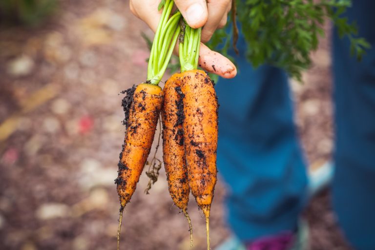F0000001161_carrots_dirty_fresh_vegetables_1268101