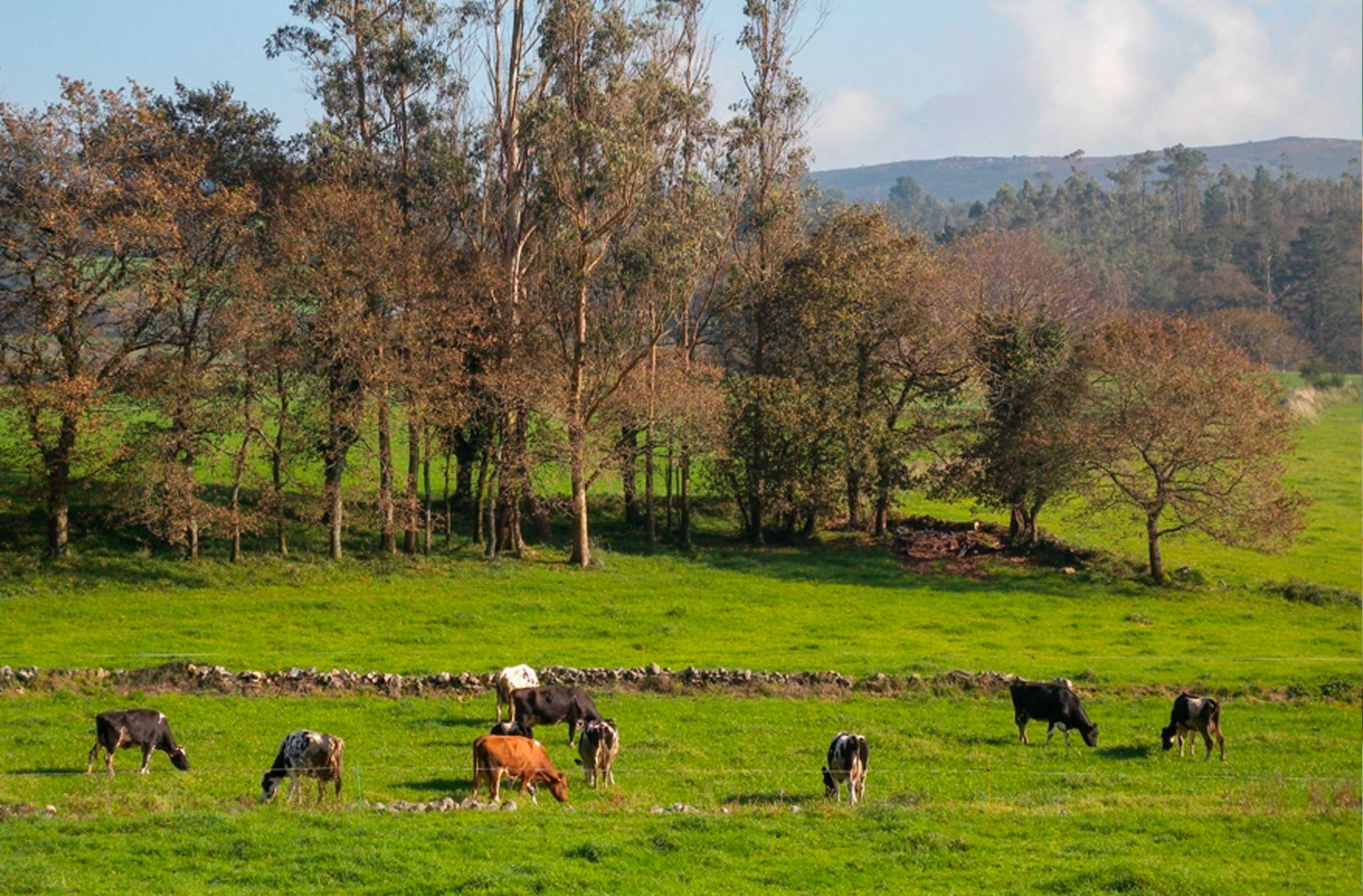 MDLC-WEB-vacas