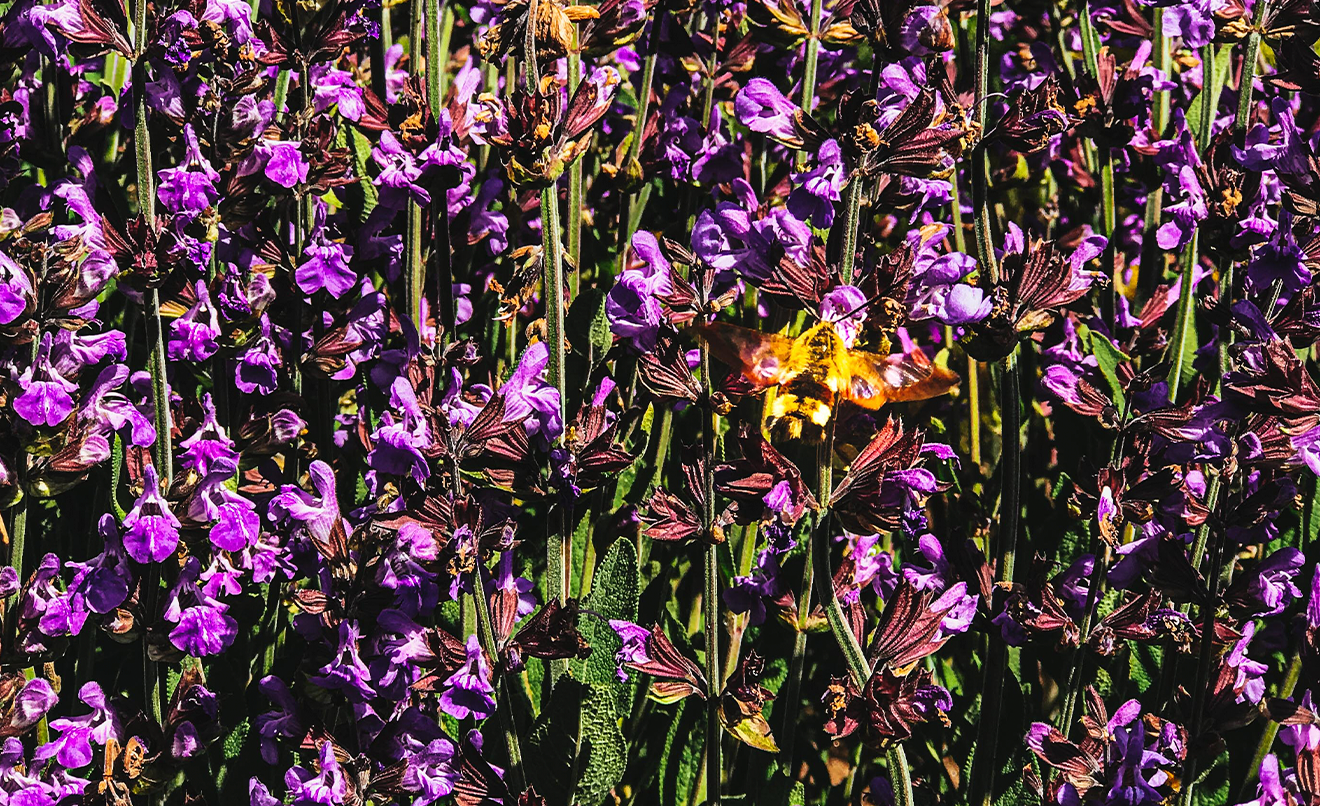 abeja-orballo-2