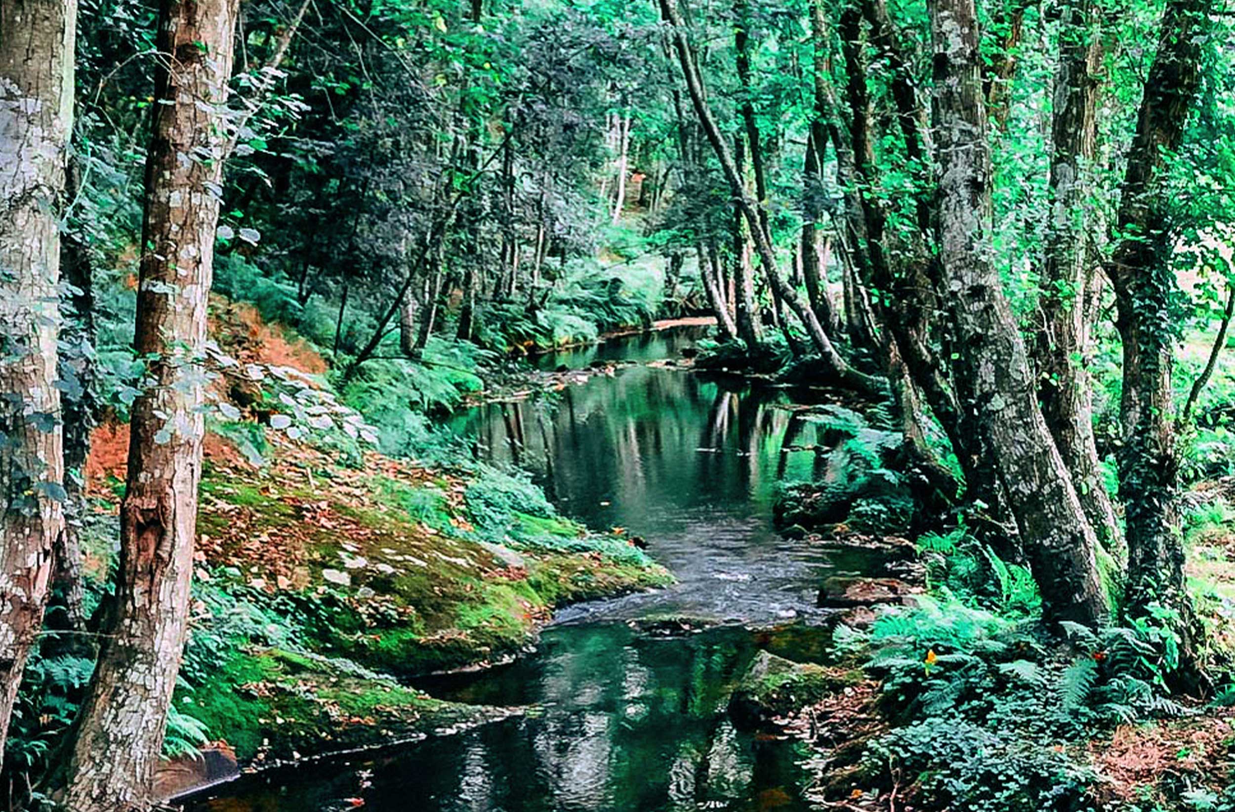 MDLC-WEB-agua-arboles 2