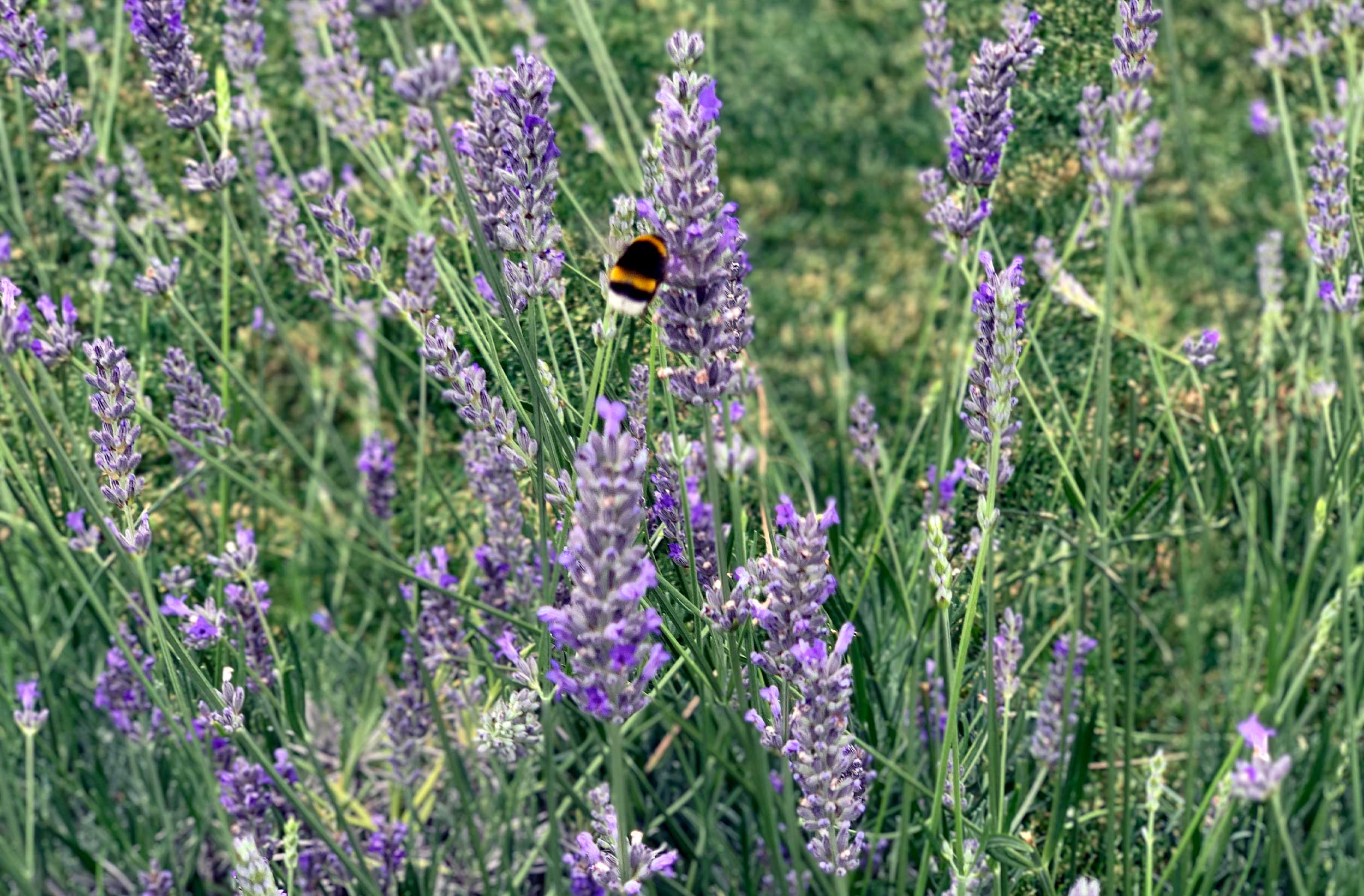 MDLC-WEB-lavanda-abeja