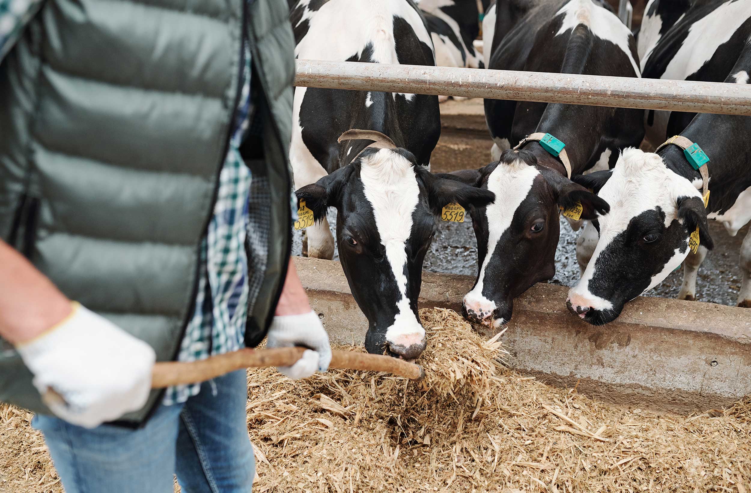 MDLC-WEB-vacas-comiendo