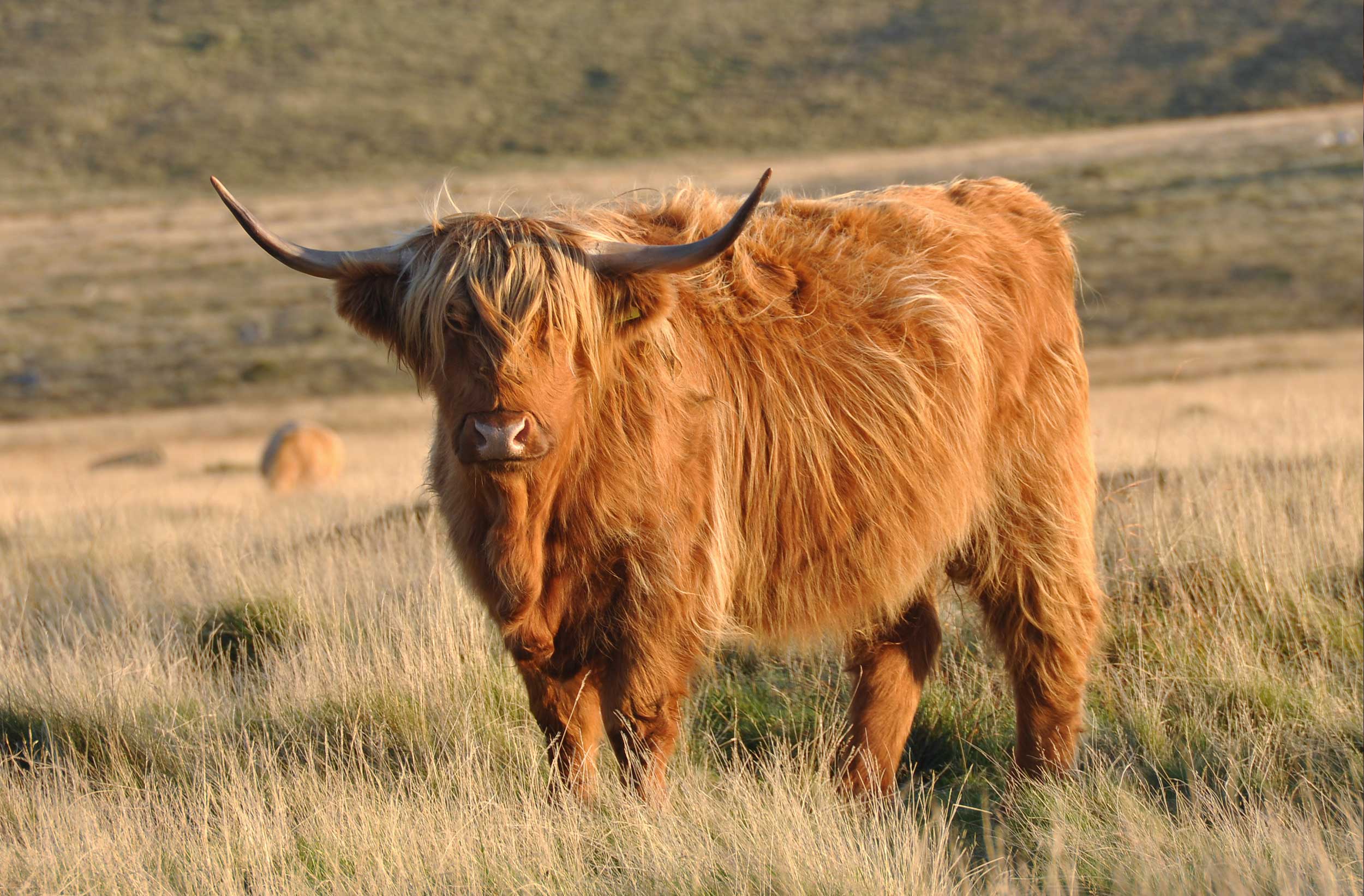 MDLC-WEB-highlands-cattle