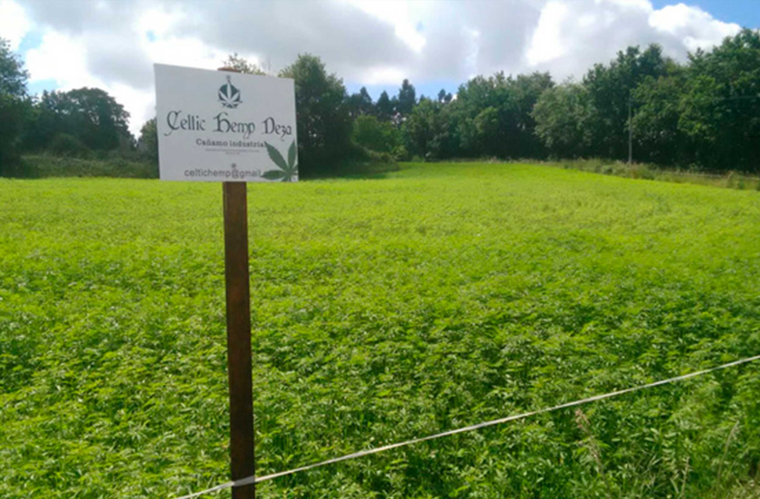 MDLC-WEB-celtic-hemp