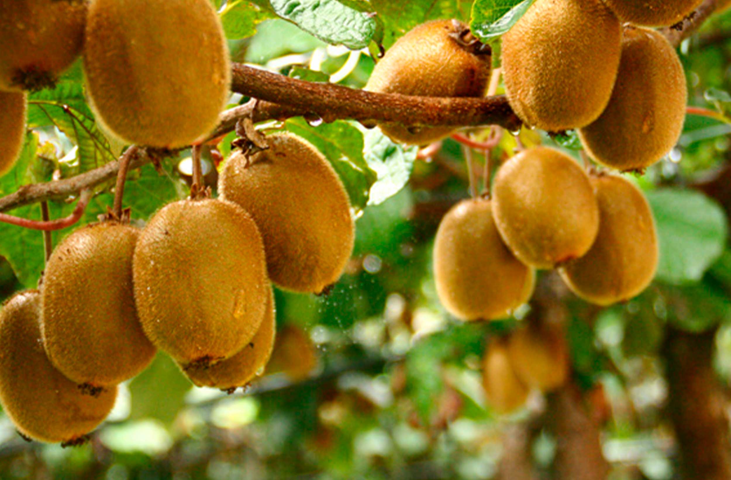 MDLC-WEB-kiwi
