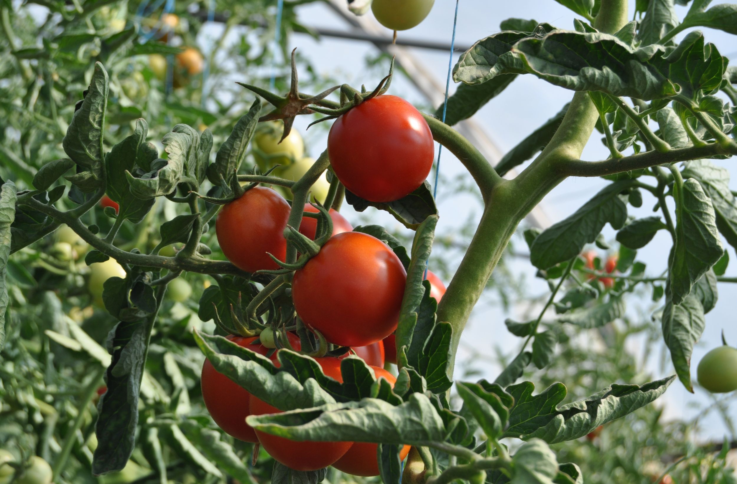 Web-MdlC-tomate
